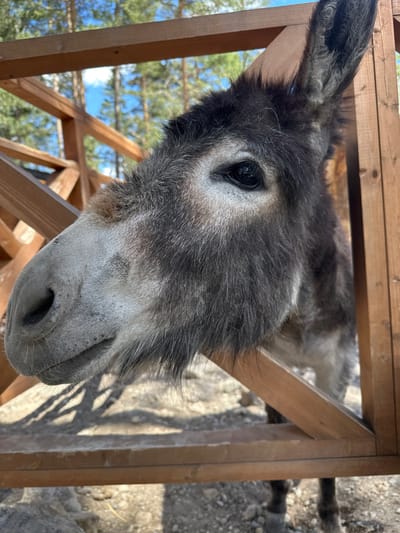 In Terskol, Russia, a close-up shot captures a donkey peeking through a wooden fence. The donkey's head and neck are visible, with its dark eye looking directly at the camera. Its fur is a mix of gray and black, with lighter gray fur around its muzzle. The donkey's ears are erect, and one is partially obscured by the wooden structure. The fence is made of rough-hewn wooden planks. In the background, a glimpse of trees and a bright blue sky suggests an outdoor environment, possibly a farm or a park. The lighting indicates it is daytime, with shadows cast on the ground by the fence.