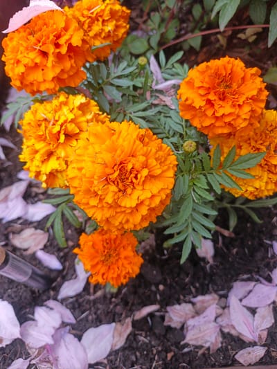 This media file is a close-up, high-angle shot of several bright orange marigold flowers in bloom. The flowers are the primary subjects, with their ruffled petals and vibrant color dominating the frame. Some of the flowers are fully open, while others appear to be in earlier stages of bloom. Green, feathery leaves and stems are interspersed among the flowers, providing a contrast to the orange.
The setting appears to be a garden or outdoor planting area. The ground beneath the flowers is dark soil, with some fallen, light-colored petals scattered on top, possibly from other flowers or the marigolds themselves. There's also a hint of greenery from other plants in the background, out of focus. A cylindrical object, possibly a gardening tool or marker, is visible in the lower left corner.
The lighting suggests it might be daytime, with soft light illuminating the flowers. There are no people visible in the image. The overall mood is one of natural beauty and the simple abundance of a flowering garden. No text is visible in the image. The location context is Sukhodol, Russia, but this information is not directly evident from the visual content alone.