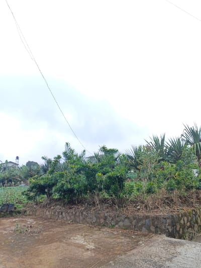 The image depicts an outdoor scene in Na Sangkham, Laos, under an overcast sky. In the foreground, a dirt path occupies the lower left, transitioning to a concrete edge on the lower right. A low, irregular stone retaining wall, approximately 0.5 meters high, forms a boundary across the midground, supporting a raised earthen embankment. This embankment is densely covered with various green foliage, including bushes with numerous small leaves and taller, broad-leaf plants resembling palm or banana trees, particularly on the right side. To the left of the dense bushes on the embankment, a cultivated field with rows of low-growing green crops is visible. In the distant background on the left, part of a building with a dark water tank on its roof is discernible. Thin, dark utility wires crisscross the sky from the upper left to the mid-right. No individuals or animals are present.