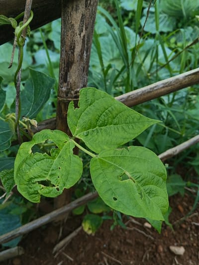 A close-up, eye-level outdoor scene in Bình Hải, Vietnam, depicts a section of a plant growing on a bamboo support structure. The central subjects are three vivid green leaves, exhibiting multiple irregular holes and chewed edges, indicative of insect damage. A weathered, vertically oriented bamboo pole, brownish-grey in color, is positioned behind the leaves, slightly left of center. A thinner, lighter-colored bamboo pole runs horizontally across the mid-right and lower-left of the frame, forming part of the trellis. To the upper left, a slender green vine stem with tendrils spirals upwards. The background features blurred green foliage, suggesting dense vegetation, while dark brown soil is visible in the lower foreground. No individuals are present.