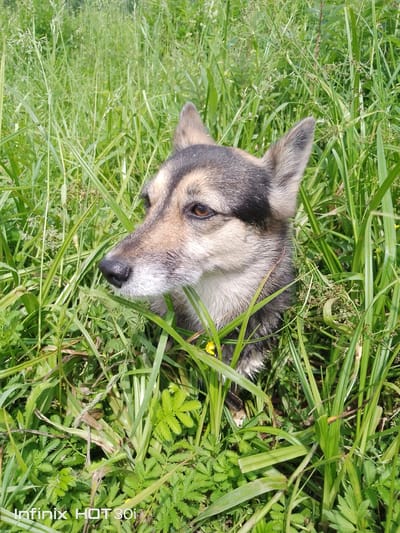 A medium shot photograph captures a dog's head and upper body emerging from tall, green grass. The dog has a mix of brown, black, and tan fur, with prominent ears pointed upwards. Its eyes are open and looking to the left of the frame, and its nose is visible. The dog appears to be partially submerged in a dense field of grass, with some small yellow flowers interspersed. The background is a blur of more green foliage. The image appears to be taken outdoors in a natural environment. The bottom left corner of the image contains a watermark that reads "Infinix HOT 30i." No specific location in Kedrovy, Russia, can be identified from the visual information presented in the image.