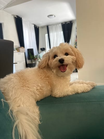 A cream-colored, fluffy dog with its tongue out is perched on a teal upholstered object, possibly a sofa or chair, in an indoor setting. The dog's paws are visible against the teal fabric. The background includes a window with black and white curtains, light-colored walls, and glimpses of furniture. The location appears to be Oakland Park, United States of America.