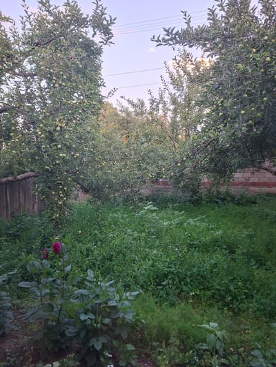 The image depicts an overgrown backyard in Aydarken, Kyrgyzstan, with several fruit trees laden with unripe fruit, likely apples, dominating the scene. The trees are positioned throughout the frame, with one prominent tree in the left foreground and others extending into the midground and background. A weathered wooden fence runs along the left side of the yard, bordering the property. The ground is covered in a thick, unkempt layer of green vegetation, including grass and various weeds. In the lower left corner, a cluster of dark pink dahlias with buds are visible. In the background, a brick wall with a reddish trim is partially visible. Overhead, power lines are strung across the light, dusky sky. The overall impression is one of a neglected but fertile domestic space.