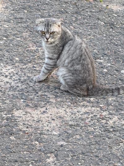 A grey tabby cat with folded ears and yellow eyes lies on an asphalt surface. The cat is facing the viewer and its body is angled diagonally across the frame. The asphalt is grey and textured, with visible pebbles and small stones embedded in it. The lighting suggests it is daytime, and the shadows are not particularly strong, indicating it might be overcast or not direct midday sun. The cat appears relaxed, its paws extended. There is no visible text in the image. The setting is an outdoor area, likely a street or path due to the asphalt surface.