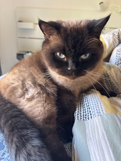 The media file is a close-up, portrait-style photograph of a Siamese cat, with its head and upper body visible. The cat has distinctive dark brown "points" on its face and ears, contrasting with its lighter brown body fur. Its eyes are a striking blue and are looking directly at the camera, with a slight tilt to its head suggesting curiosity or alertness. Long, white whiskers are prominent.
The cat is lying on a bed with patterned bedding. The bedding features stripes in various shades of yellow, blue, grey, and white, with some geometric patterns. A portion of a white wall or furniture is visible in the background to the left, suggesting an indoor setting. The lighting appears to be natural, possibly from a window, and casts a soft light on the cat's fur. The overall impression is one of comfort and relaxation, as the cat appears to be resting. There is no visible text in the image. The location context is Červená Píska, Czechia, but this cannot be visually confirmed from the image itself. The time of day and weather are not discernible.