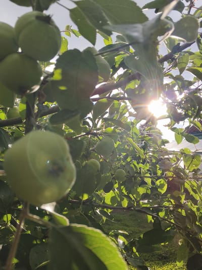 The image shows a close-up view of a green apple tree in Mokshan, Russia. The sun is shining brightly through the leaves, creating a lens flare effect and dappling the scene with light. Several green apples are visible, some in focus and others blurred by the shallow depth of field. The leaves are lush and green, suggesting it is summertime. The background is out of focus, but appears to be a grassy area with some distant structures. The overall impression is one of natural beauty and the bounty of a fruit-bearing tree. The time of day is likely late afternoon or early evening, given the angle of the sun and the warm light.