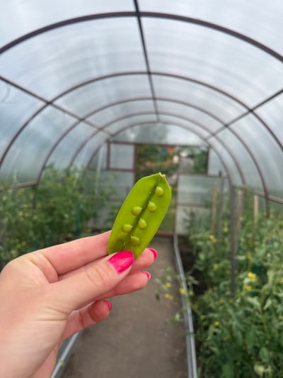A close-up, low-angle, outdoor shot shows a person's hand with bright pink nail polish holding an open pea pod with seven peas inside. The hand and pea pod are in focus, while the background is blurred. The background depicts a greenhouse with a transparent, curved roof and rows of green plants, possibly tomato plants with yellow flowers. The ground inside the greenhouse appears to be dirt. The scene is set in Kovriga, Russia.