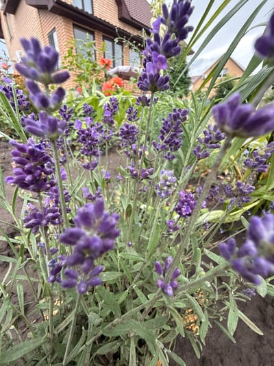 The image shows a close-up view of blooming lavender plants in a garden. The lavender flowers are predominantly purple, with some buds and stems visible. The plants are growing in dark soil, and in the background, a brick house with a brown roof is partially visible, along with some other greenery and hints of orange flowers. The sky is overcast. The scene appears to be outdoors, likely in a residential setting. The image is taken at a low angle, emphasizing the lavender flowers in the foreground. There are no people visible in the image. The location is identified as Pavlovka, Russia.