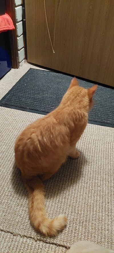An orange tabby cat is sitting on a beige carpeted floor facing away from the camera. The cat's tail is curled at its side. In the background, there is a dark gray doormat with black trim, a wooden door, and a brick wall with white mortar. The scene appears to be indoors, possibly in a residential setting in Šeškai, Lithuania.