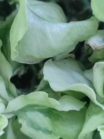 The image shows a close-up, overhead view of a cluster of pale green succulent leaves. The leaves are thick and fleshy, with smooth, rounded edges and some subtle variegation. The lighting is soft, creating a diffused glow on the waxy surface of the leaves. There is a dark, shadowy area in the center, suggesting the plant is growing in dense foliage. The image is cropped tightly, focusing entirely on the plant's texture and form. No specific location in Blang Cut, Indonesia, can be identified from this image.