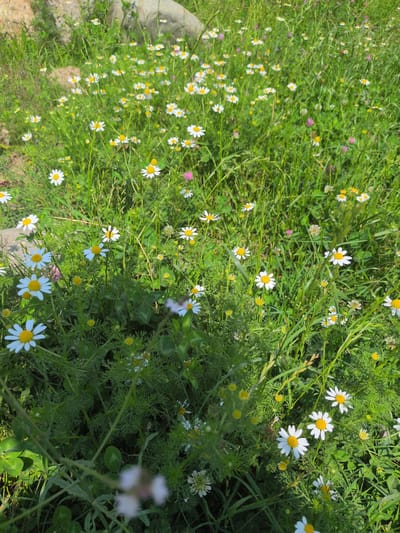 The image displays a vibrant meadow filled with numerous white and yellow daisies and other wildflowers, nestled amongst lush green grass and foliage. The scene is bathed in natural sunlight, casting shadows and highlighting the textures of the plants. In the background, large, greyish rocks are partially visible, suggesting a natural, uncultivated environment. The photograph appears to be taken outdoors, likely in a rural or semi-rural setting. No people or animals are visible in the image. The overall impression is one of a peaceful, natural landscape. Without further information, the specific location within Kijpora, India, cannot be precisely identified from the visual content alone.