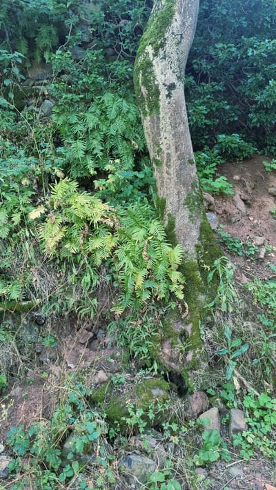 The image depicts a close-up view of a tree trunk covered in moss, growing on a sloping, rocky terrain with dense green foliage. The tree trunk is positioned in the right half of the frame, with its bark textured and partially obscured by patches of bright green moss. Ferns and other green plants surround the base of the tree and cascade down the slope. The ground appears to be a mixture of soil, rocks, and dead leaves. The overall scene suggests a natural, somewhat overgrown environment. This image was captured in the municipality of Sant Joan les Fonts, Spain.