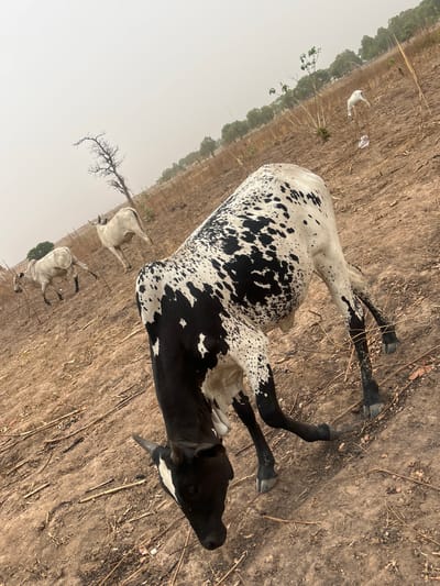 The image depicts a rural scene in what appears to be the city of Barako, Nigeria. The landscape is dry and arid, characterized by sparse vegetation and barren earth. The primary subjects are several cows. The foreground features a black and white spotted cow standing in the center of the frame. Two additional white cows are visible in the background, one standing and one appearing to lie down.
The environment includes patches of dried grass, scattered twigs, and a few trees in the distance. The sky is overcast and hazy, suggesting dry conditions. There is no visible evidence of human presence or infrastructure.
