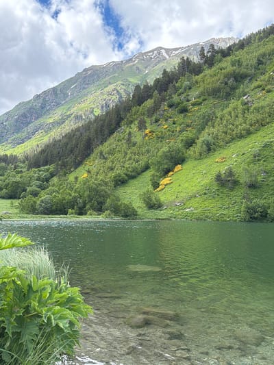 The image shows a serene mountain lake with clear, green water in the foreground. Large, lush green plants and tall grasses grow along the edge of the water on the left side. The lakebed is visible through the clear water, with scattered rocks and pebbles.
The background features a steep, verdant mountainside covered in dense green trees and grass. Patches of bright yellow flowers are scattered across the slope, adding vibrant accents to the greenery. Further up the mountain, rocky terrain is visible, interspersed with patches of snow, indicating a higher altitude. The upper part of the mountain is partially covered by a canopy of pine trees, and the summit is dusted with snow.
The sky above is partly cloudy, with patches of blue sky visible through dramatic white clouds. Sunlight is casting shadows on the mountain, highlighting its contours and textures. The overall impression is one of a pristine, natural landscape, likely in a mountainous region of Russia. The specific location is Верхне-Тебердинское сельское поселение, Russia. There are no people or animals visible in the image.