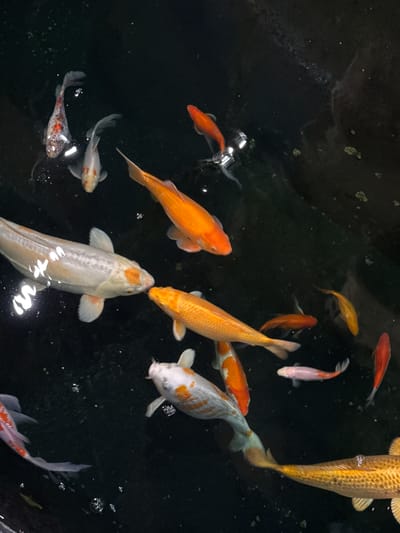 The image depicts a view from above of a dark pond filled with numerous koi fish of varying sizes and colors. The fish exhibit a range of colors including orange, yellow, white, and reddish-orange. The image shows that the fish swim in the pond. The exact location is Villebon-sur-Yvette, France.