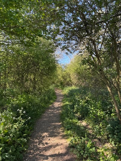 A sunlit, unpaved path meanders into a green wooded area in Tinwell, United Kingdom. The path is bordered by dense green vegetation and trees with visible branches and leaves overhead, creating a natural tunnel effect. The sky is visible through the trees, suggesting an open canopy. The image is taken from a ground-level perspective.