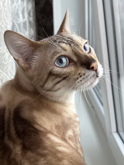 A close-up, eye-level shot shows the profile of a domestic shorthair cat with striking blue eyes. The cat is facing to the right, looking out of frame. Its fur is a mix of tan and brown with darker tabby markings. The cat's left ear is visible, pointed upwards, and its whiskers are long and white. The background consists of a light-colored, textured curtain on the left and a window frame on the right, suggesting an indoor setting. There is no indication of the cat's location within the city of Gornyi Erik, Russia.