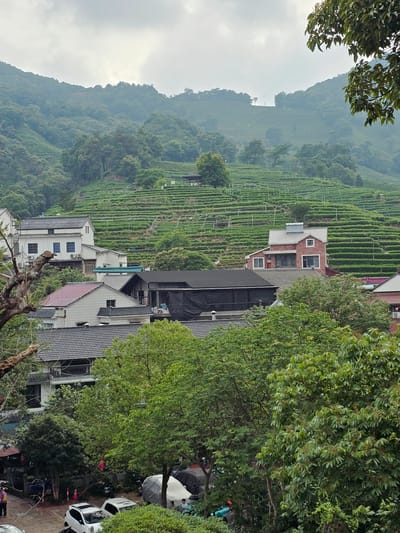 A high-angle view captures a hillside covered with meticulously terraced tea plantations in Xihu District, China. The tea fields are lush green and follow the contours of the rolling hills. In the foreground, a cluster of buildings with various roof styles, including dark grey and red tiles, are nestled amongst dense green trees. Some of the houses are white, while others have brick facades. Several cars are parked on a paved surface in front of some of the buildings, with one white car prominently in view. The sky is overcast with a hazy, diffused light. The scene suggests a rural or semi-rural mountainous area within Xihu District, likely a region known for its tea cultivation.