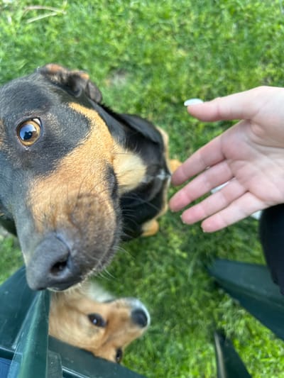 This close-up, high-angle shot captures a human hand interacting with two dogs in an outdoor setting. The ground is covered in lush, vibrant green grass, suggesting a yard or park. A dark green object, possibly a chair leg or part of outdoor furniture, is visible on the right side of the frame.
The central subject is a black and tan dog, whose snout and left eye are prominently featured in the foreground, looking directly up towards the camera. Its brown eye reflects the bright daylight, indicating a sunny day. Its fur appears short and well-groomed. A second, lighter tan-colored dog is partially visible in the mid-ground, to the right, also looking upwards towards the interaction.
A fair-skinned human hand extends from the top of the frame, reaching downwards towards the dogs, implying an act of petting or offering something. A white fingernail is visible on one of the fingers. The overall activity depicts a friendly interaction between a person and their dogs. The time of day appears to be bright daylight. No discernible text is visible in the image. The setting is a casual outdoor space, located in Manole, Bulgaria.