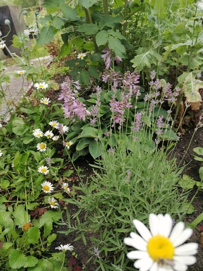 The image depicts a close-up view of a garden bed with various flowers and foliage. In the foreground, a white daisy with a yellow center is prominently displayed, with a small insect, possibly a bee, visible on its petals. To the left and slightly behind the daisy, a cluster of smaller white daisies with yellow centers are scattered amongst green leaves. In the mid-ground, tall stalks of purple lavender are interspersed with pinkish-purple flowering plants. Lush green hosta leaves form a backdrop for these flowers. The background shows more greenery, including tall, leafy plants and the blurry outline of a poppy plant with a seed pod. The ground appears to be dark soil, with some fallen leaves. The setting is a garden, likely in a residential area or park. The location provided, Мыльниково, Russia, suggests this garden is situated in that region. There are no people visible in the image.