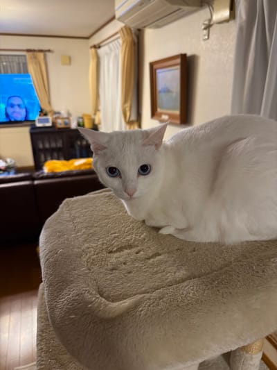 A white cat with blue eyes is perched on a beige, multi-tiered cat tree. The cat is positioned at the top of the structure, its head tilted downward toward the viewer. The room has beige walls and curtains. A dark wooden cabinet and a framed picture are visible in the background. The room appears to be a living space within a residence. The blue item on the bottom left side may be associated with children's items or toys. The location is in a residence somewhere in Kawasaki, Japan.