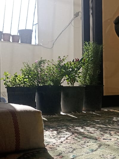 The image captures an indoor scene in Mu'adammiyat ash-Sham, Syria, looking out through a window or glass door. In the foreground, a light-colored rectangular cushion with a red vertical stripe rests on a patterned green rug. Five potted plants are arranged in a row at the base of the window, casting shadows onto the rug. These plants include a small leafy green plant, two bushy plants with small pink flowers, a plant bearing small red fruits, and a tall rosemary plant, all in dark pots. Beyond the window, a brightly illuminated exterior wall is visible, featuring a metal railing, three smaller pots on an outdoor ledge, and a dark electrical wire attached to the wall. No individuals are present in the scene.
