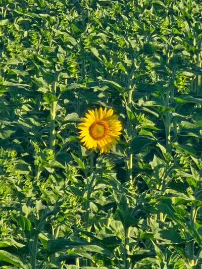 A close-up, vertical shot of a sunflower field in Загорци, Bulgaria, features a single, vibrant yellow sunflower in the center, surrounded by numerous green sunflower buds and stalks. The lighting suggests a sunny day, with shadows cast by the dense foliage. The image is a natural scene with no human presence.