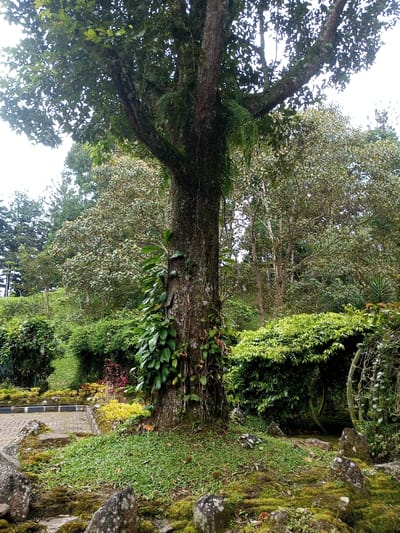 A large tree dominates the frame, its trunk covered in vines and moss. Ferns grow from its branches. The tree stands amidst a lush garden with a variety of plants and flowers. A stone pathway with mossy rocks lines the foreground. Additional trees and dense greenery form a backdrop. The scene exudes a natural, peaceful ambiance.