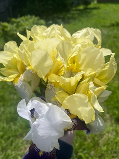 A vibrant bouquet of irises is held by a person in an outdoor setting. The dominant flowers in the arrangement are bright, light yellow irises, their delicate petals ruffled and catching the natural sunlight. Interspersed among them are a few white irises, adding a subtle contrast. Hints of darker, possibly deep purple or brown irises with striped patterns are visible towards the right side of the bouquet, partially obscured by the lighter flowers. A person's arm or hand, covered in dark fabric, is partially visible on the right, holding the flowers. The background is a soft, out-of-focus blur of green foliage and grass, indicating a sunny outdoor environment. The strong, direct lighting suggests it is a clear day. No text is visible in the image. The location context for this scene is Новая Тура, Russia.