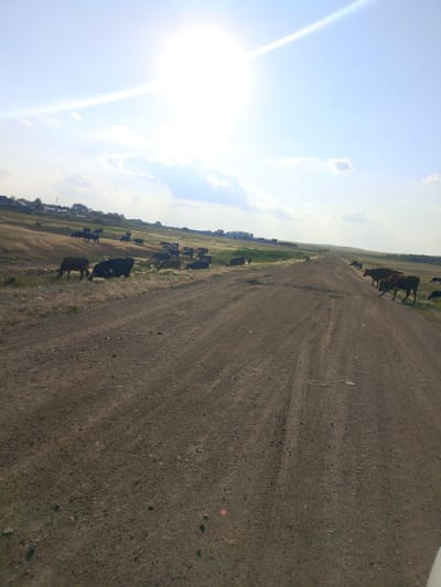 A dirt road stretches through a dry, grassy plain under a bright, hazy sun and a light blue sky with sparse clouds. Several cows, mostly dark brown and black, are scattered across the landscape. Some are grazing on the left side of the road, while others are on the right, some appearing to walk along the road. In the distance, a small cluster of buildings with a few trees suggests a settlement. The road shows tire tracks and is covered with gravel and small stones. The overall scene depicts a rural, open environment in the region of Savinka, Kazakhstan.