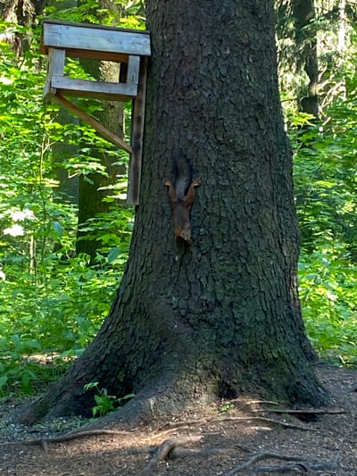 A squirrel is climbing down the side of a large, rough-barked tree in a forest setting. The squirrel is brown and furry, with its paws gripping the textured bark. Above the squirrel, on the left side of the tree trunk, is a wooden bird feeder. The feeder is a simple, open-fronted box structure mounted on the tree. The surrounding environment is lush and green, with dense foliage visible behind the tree. Sunlight filters through the leaves, creating dappled light on the scene. The base of the tree is surrounded by exposed roots and forest floor debris. This scene is located in the city of Pargolovo, Russia.