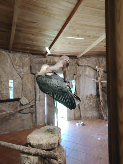 This image depicts a Marabou Stork (Leptoptilos crumenifer) standing within an indoor animal enclosure, likely at a zoo or wildlife park. The large bird, characterized by its pale, featherless head and neck, and dark-grey body plumage with white undersides, is positioned prominently in the center-right of the frame. It appears to be resting or preening, with its head slightly tucked back.
The enclosure features rugged, artificial stone-like walls and a sloped wooden plank ceiling with visible beams. The floor is covered with reddish-brown tiles. Bright natural light streams in from an unseen source or window in the background, suggesting it is daytime. In the lower right, a metal food or water bowl rests on the tiled floor. Several wooden branches and a large wooden block or stump are arranged within the enclosure, serving as potential perches or enrichment for the bird.
No people are visible in the image. The scene suggests a carefully constructed habitat designed for the bird's welfare and public viewing, consistent with a zoo environment in Tepebaşı, Turkey. There is no visible text.