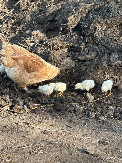 An adult chicken with brown and tan plumage is foraging in dark, loamy soil mixed with dry organic matter, likely manure or compost. Several small, fluffy chicks, primarily white with hints of yellow and grey, are gathered near the adult chicken. They are also pecking at the ground. The environment appears to be an outdoor setting with natural light, possibly a farmyard or rural area. There are no visible buildings or specific urban features that would indicate a location within Mikhaylovka, Kyrgyzstan.