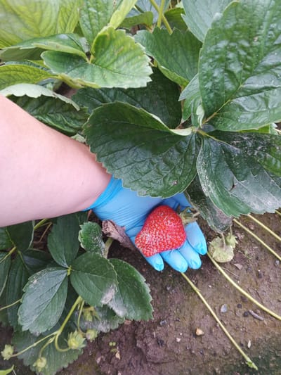 A person's hand, wearing a blue glove, holds a ripe strawberry. The strawberry is red and has visible seeds. The hand is positioned among lush green strawberry plants, with some leaves showing signs of dust or a powdery mildew. The ground beneath the plants appears to be dark soil with some small stones and dried plant matter. The image is taken outdoors, likely in a garden or field where strawberries are grown. The lighting suggests it is daytime, and no specific weather conditions are evident. There is no visible text in the image.