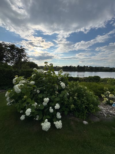 The image captures a tranquil lakeside scene in Sitno, Russia. In the foreground, a lush green lawn is met by a substantial bush adorned with numerous white hydrangea blossoms. The bush is situated on a slightly elevated area with some decorative rocks. Beyond the foliage, a calm river flows, bordered by a dense line of trees on the opposite bank. The sky above is a dynamic canvas of blue, interspersed with wispy white and gray clouds, with the sun partially visible through a break in the clouds, casting a gentle light on the landscape. The overall impression is one of natural beauty and serenity, characteristic of the Russian countryside.