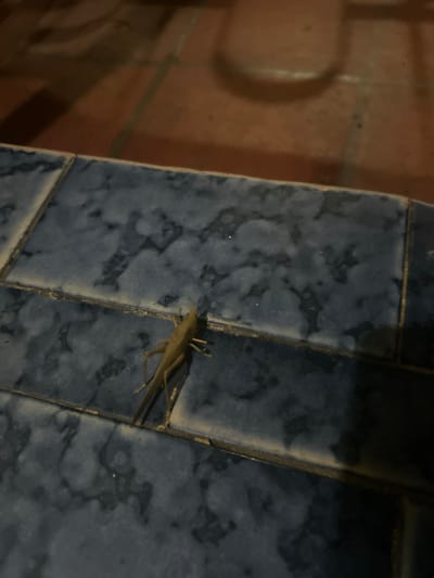 A pale brown grasshopper rests on a textured blue-grey tiled surface. The tiles appear to be part of a wall or structure, adjacent to a reddish-brown brick wall visible on the left side of the frame. The lighting in the scene suggests it is either indoors or under artificial lighting conditions. The photo was taken somewhere in the city of San Juan de Los Morros, Venezuela.