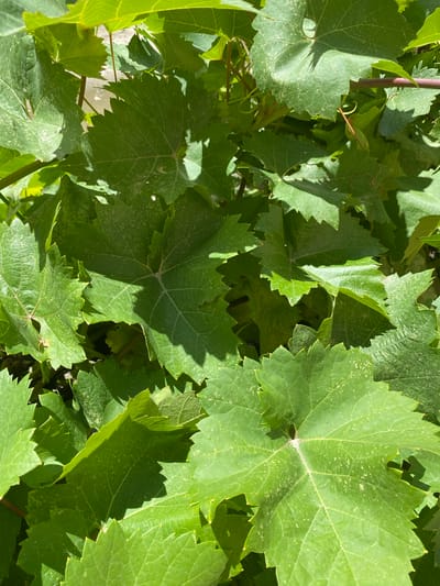 This is a close-up, eye-level, outdoor, daytime, still photograph of several large, green grape leaves. The leaves are vibrant and have a slightly fuzzy texture, with visible veins. Some of the leaves have small, light-colored specks on their surface, which could be dust or pollen. The leaves are arranged in layers, with some overlapping others. Sunlight casts shadows on some of the leaves, creating a dappled effect. The background is a blur of more green leaves and some hints of brown branches. The image does not contain any people, animals, or man-made structures, and therefore no information can be provided regarding the specific location in Babayurt, Russia, or any actions or interactions taking place.