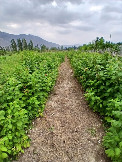 The image depicts a farm with rows of green raspberry bushes under a cloudy sky. A dirt path runs through the center of the frame, bordered by the lush vegetation. In the background, mountains are visible, suggesting a rural or mountainous location. The scene is calm and natural.