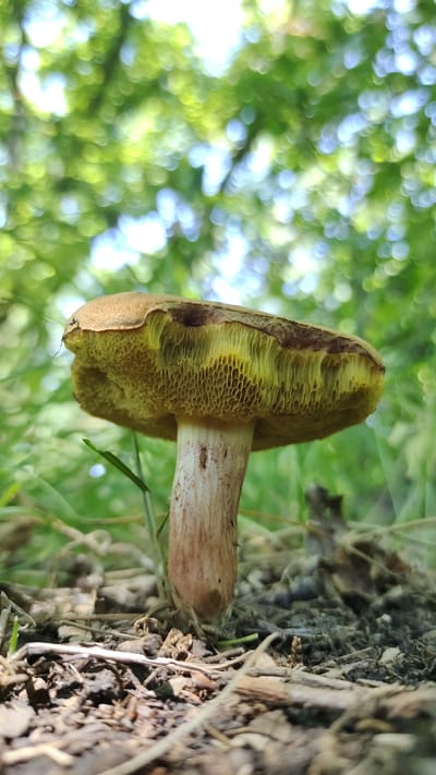 A low-angle, close-up shot captures a single mushroom growing from the forest floor. The mushroom has a light brown cap, and its underside is a bright yellow, revealing a porous texture. The stem is light tan with some brown speckling. The background is a soft, out-of-focus blur of green leaves and dappled sunlight, suggesting a forest environment. The ground is covered with dry leaves, twigs, and dirt. The image is taken in the city of Mikhaylovka, Russia.