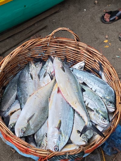 A woven basket filled with freshly caught fish is placed on sandy ground next to a turquoise and yellow boat in Curehtunong, Indonesia. The fish are of various sizes, with silvery scales and visible eyes. Some of the fish are larger, while others are smaller and appear to be packed densely within the basket. The basket itself is made of natural fibers and has a handle. In the background, the sandy ground is visible, along with some scattered leaves and debris. A person's foot, wearing a black sandal, is visible in the upper right corner of the image, suggesting the proximity of people to the scene. The overall impression is one of a fish market or a scene of recent fishing activity.
