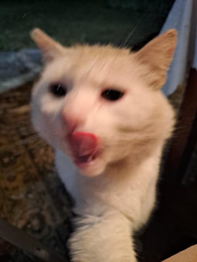 A close-up, high-angle shot captures a light-colored cat, likely creamy white or pale ginger, with its head tilted and its gaze directed towards the camera. The cat is actively licking its nose or mouth with a pink tongue extended, creating a candid and playful moment. Its eyes are dark and round, reflecting small points of light.
The image is characterized by motion blur, particularly around the cat's face and tongue, suggesting movement during the capture. One of its front paws or a portion of its body extends into the upper right of the frame.
The background is dark and out of focus, indicating an indoor setting. Hints of a patterned rug or textile are visible beneath the cat, alongside darker, undefined shapes that could be furniture or shadowed areas. The lighting appears to be artificial, casting a soft, somewhat dim ambiance.
The overall impression is one of a cute and endearing domestic pet caught in a natural, spontaneous action. There is no visible text in the image. This scene takes place in an indoor setting in Полянки, Russia.