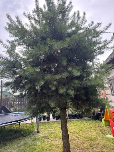 An evergreen tree stands in the foreground of a backyard scene. The tree has dense green foliage and a rough, brown trunk. To the left of the tree, a trampoline with a blue mat and metal frame is visible. Behind the trampoline, a wooden fence encloses the yard. In the middle ground, several black pots containing plants are arranged in a row on a paved surface. To the right of the pots, a colorful plastic slide with red and green sections is partially visible. The ground is covered with green grass, with some areas of dry, yellowing grass. In the background, a building with a grey roof and a window can be seen. The sky is overcast. The image appears to be taken in Maladzyechna, Belarus. There are no people or animals present in the scene.