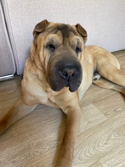 A tan colored Shar-Pei dog is lying down on a light brown wooden floor, possibly in a home in Sofiivka, Ukraine. The dog is in the foreground, facing the camera with its head slightly turned to the left. Its eyes are partially closed, and its snout is prominent with dark coloration. The dog's body is mostly visible, with its legs stretched out. Behind the dog, on the left side of the image, a section of a light gray sofa is visible, with metallic legs peeking out from underneath. The background consists of a plain, light-colored wall. The lighting suggests an indoor setting, possibly daytime.