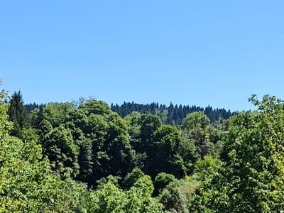 This media file captures a scenic view of a dense forest under a clear blue sky. The foreground is filled with lush green foliage, with various shades and textures indicating a variety of trees and plants. In the mid-ground, a thick line of evergreen trees forms a dark green band against the lighter greens of the deciduous trees. Beyond this, a distant ridge of even darker, more uniform evergreen trees stretches across the horizon. The sky is a vibrant, cloudless blue, suggesting a bright and sunny day. There are no people or man-made objects visible in the image. The scene evokes a sense of natural tranquility and the beauty of a well-established forest. The lighting suggests it is daytime, likely late morning or early afternoon given the bright, even illumination. The location cues, such as the type of vegetation and the clear sky, are consistent with a natural, possibly rural or wilderness area. No text is present in the image.