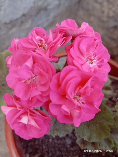 A cluster of vibrant pink geranium flowers are in full bloom, their delicate petals layered and ruffled. The flowers are the primary subject, filling most of the frame. In the background, a rough, textured grey surface, possibly a wall or stone, is visible, creating a stark contrast to the soft blossoms. The flowers are planted in a terracotta pot filled with dark soil, some of which is visible at the bottom of the image. A date stamp, "09.07.2026 12:58", is present in the lower right corner, indicating when the photograph was taken. The scene appears to be outdoors, in a location that could be part of a garden or courtyard in the city of Көк-Кашат, Kyrgyzstan. There are no people or animals present in the image.