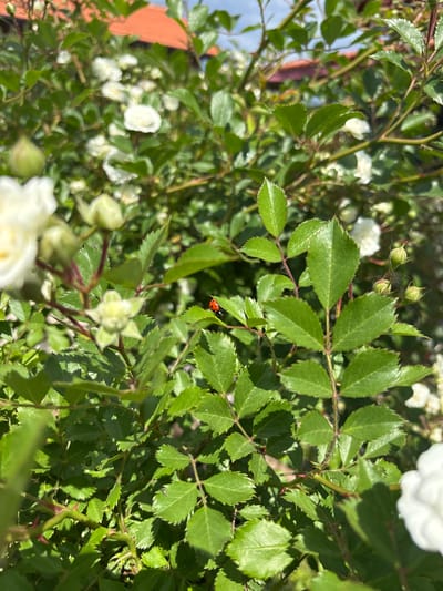 The image depicts a close-up view of a rose bush with small white roses. A red ladybug with black spots is visible on one of the leaves. The scene appears to be outdoors, likely in a garden. The photograph does not reveal any information about the location of Mursalevo, Bulgaria or about people, interactions, or specific actions.