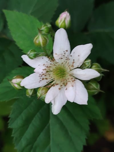 A close-up, vertical shot captures a single white flower in bloom, surrounded by green leaves and buds. The flower, positioned slightly off-center to the right, has five delicate petals, some of which are slightly curled. The center of the flower reveals a vibrant green pistil and numerous brown stamens. Several green buds, some tinged with pink at their tips, are visible around the flower, with one bud prominently placed at the top of the frame. The background consists of dark green foliage, creating a natural, outdoor setting. The image appears to have been taken in the vicinity of Мётчанскі сельскі Савет, Belarus, likely in a garden or natural area. No people or animals are present in the scene.