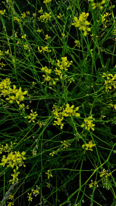 This is a close-up, top-down shot of a dense cluster of small yellow wildflowers with green stems and leaves against a dark background. The flowers are delicate and appear to be in bloom, with many individual blossoms scattered throughout the frame. The lighting suggests it may be late afternoon or early evening, as the shadows are deep and the overall mood is somewhat subdued. The setting is likely a natural environment, possibly a field or meadow, given the abundance of wild flora. There are no people or man-made objects visible, emphasizing the focus on the natural beauty of the flowers. The image evokes a sense of peacefulness and the quiet charm of nature. No text is visible.