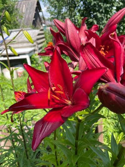 This is a close-up, vertical, outdoor, daytime photograph of a cluster of deep red lilies in bloom. The lilies are the primary subject, with their petals unfurling and showcasing their vibrant color. The stamens and pistils are visible in the center of the open blossoms, displaying a contrasting orange hue. In the background, out of focus, are green foliage and what appears to be a wooden structure, possibly a rustic building or fence, suggesting a rural or garden setting. Some green lily buds are also visible, indicating the plant's growth stage. The lighting suggests a sunny day, with some shadows cast on the petals, highlighting their texture. The scene is located in the village of Kumyon, Kirov Oblast, Russia. There are no people or animals visible in the image.