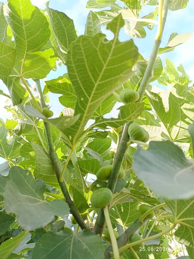 The image shows a close-up, low-angle view of a fig tree with several green figs and large, lobed leaves against a bright blue sky with some white clouds. The sunlight filters through the leaves, creating a dappled effect. The branches of the tree are visible, with a greenish-brown bark. Some of the leaves have holes or are slightly damaged. The figs are small and unripe. The overall scene is one of natural growth and a sunny day. The visible text in the lower right corner indicates the date and time: "25.06.2026 08:02". The location context is Erkin, Uzbekistan, suggesting this is an outdoor scene in a region known for fruit cultivation. There are no people or animals visible, and the activity is simply the passive growth of the tree. The time of day, based on the timestamp and the bright sunlight, appears to be morning.